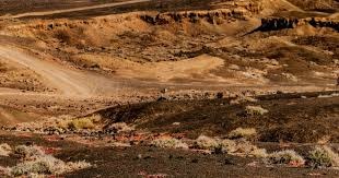 威利·梅斯在纽约与旧金山两地都拥有极高的支持率，是跨时代的宠儿